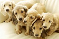 ​洋气的狗狗名字大全