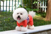 ​宠物小狗名字大全