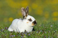 ​兔年七月份男宝宝取名 生肖兔取什么名字最好