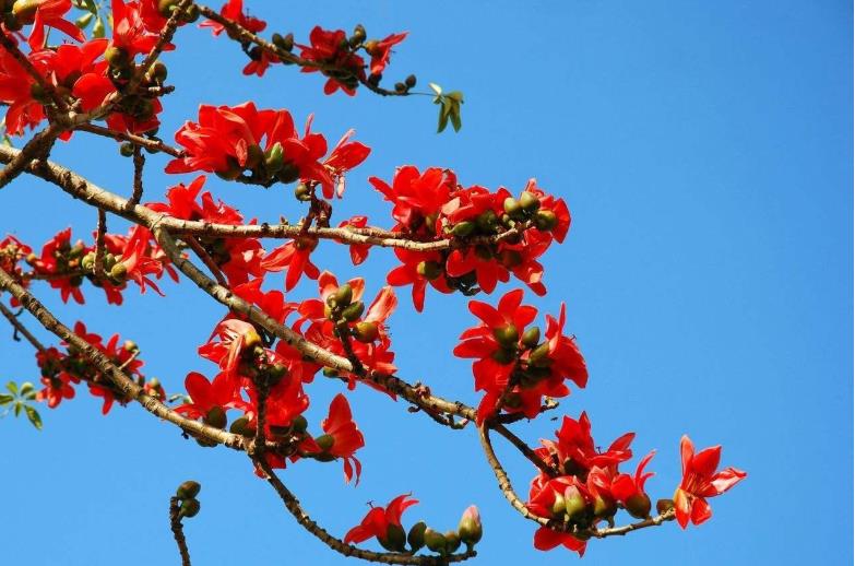 橦五行属什么,寓意是什么