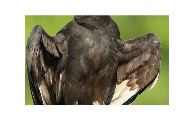 爱情公寓5里大力说的情话（爱情公寓5大力台词）