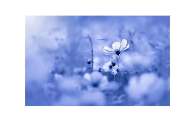 爱情情话dj版「女生说高级土味情话」