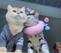 ​搞笑幽默调侃人的句子 调侃人的押韵句子(精选127句)