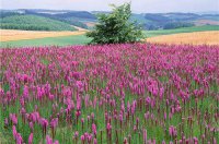 ​运动会入场词个性幽默 校运动会入场词搞笑(精选47句)