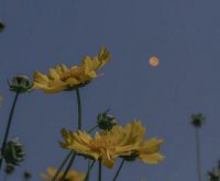 ​【推荐】2025年七夕情人节单身狗的幽默搞笑文案推荐88句