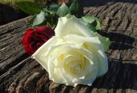 ​情人节幸福短句 情人节最暖心的语录