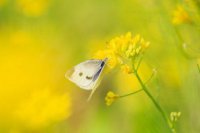 ​迎接5月的优美简短句子文案(古人描写5月的优美句子)