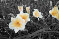 ​英语有趣的谚语112句