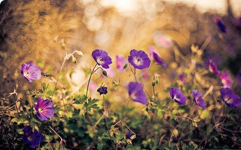 开心幸福的英文句子 平淡幸福的唯美英语句子