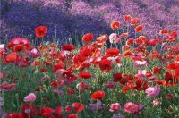 ​形容优美的句子30条