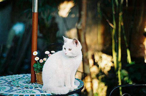 简短的花的优美语句合集74条