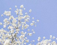 ​简洁的花的优美语句摘录78条