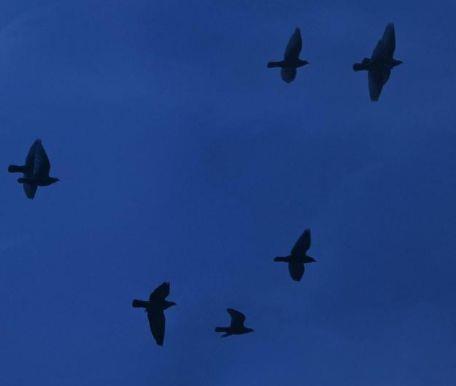 描写秋天果实的好句好段比喻句200字