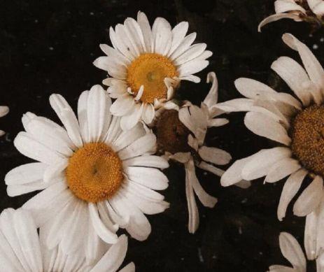 形容优美的句子23条