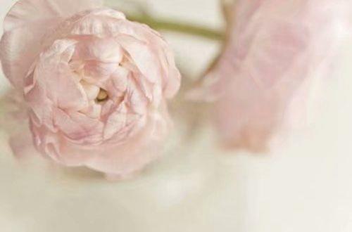 关于犯贱的句子 形容女孩子犯贱的句子