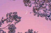 ​用花表达人生感悟句子 把花比喻人生的句子