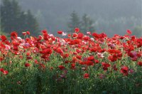 ​对枕边人失望的句子(15句)