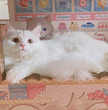 生了孩子报喜语录