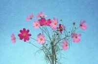 ​哲理语句39条