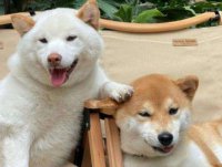 ​qq性签名兄弟霸气131句