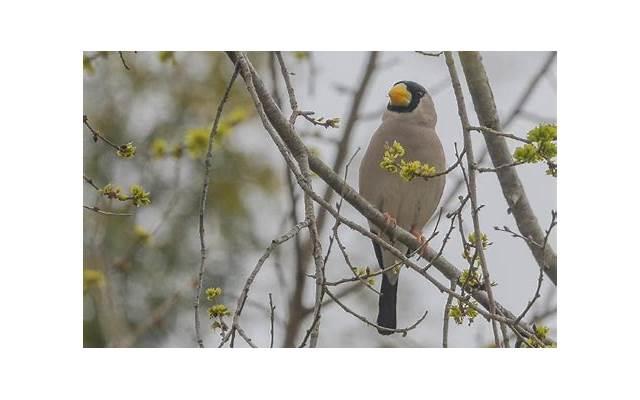 不离不弃 像南燕归巢 2025年超甜情话对女朋友