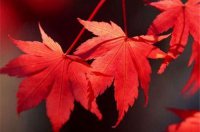 ​赞扬教师的优美句子