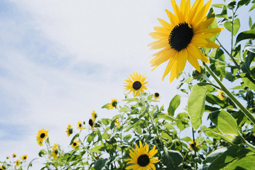 每天早安心情祝福说说文案(每天早安小情话)