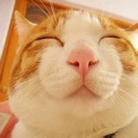 ​形容花美丽的句子说说心情[20句] (形容杜鹃花的优美句子)