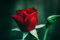 ​毕业留言大全