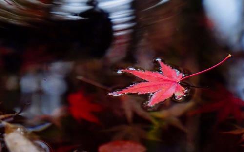 抖音情感图片文字