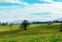 ​恭贺完婚的唯美句子(精选19句)