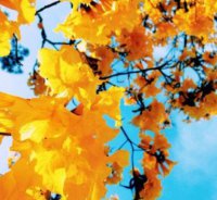 ​做事不考虑别人的说说 以后只为自己活的说说