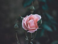 ​有关放手唯美句子 情绪文案