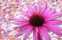 ​积极阳光的句子（38句充满阳光正能量的励志短句）