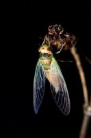 ​蝉的蜕变励志句子 蝉的蜕变激励语录，告诉我们人生的哲理