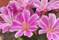 ​情人节的搞笑段子说说44句