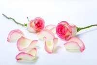 ​小清新励志文艺句子 ，嘴角上扬，独立向上