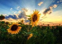 ​对抗病魔的励志句子 战胜病魔的励志语录