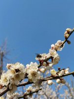 ​春暖花开的朋友圈说说（20句春暖花开的励志唯美句子）