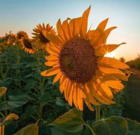 ​励志生活的唯美句子，积极乐观，温暖心灵