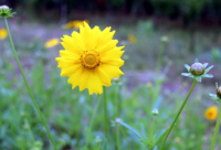 ​自己结婚发的朋友圈搞笑文案-58句