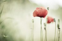 ​生日祝福短信2025年55句