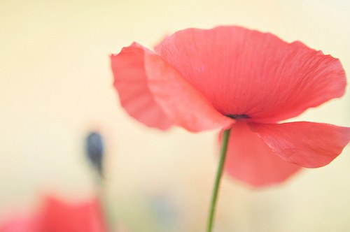 qq女生2025年最新性签名90句