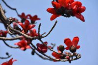 ​橦五行属什么,橦字寓意是什么