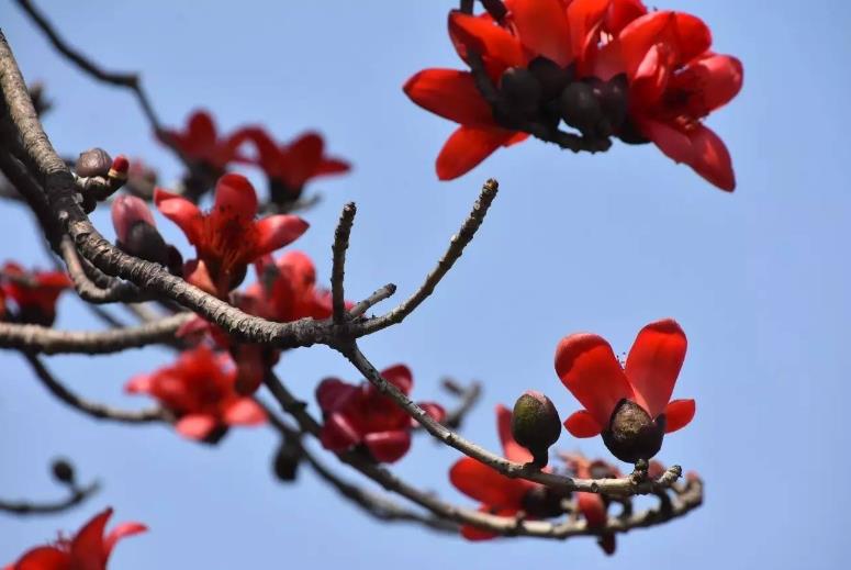 橦五行属什么,橦字寓意是什么