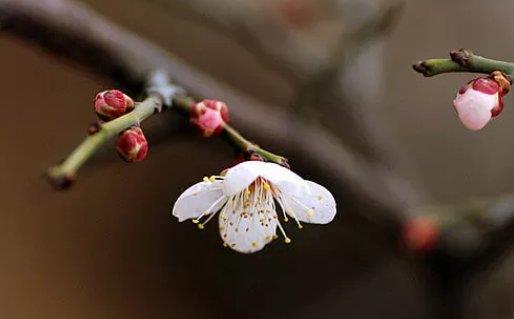 最新的姓张的男孩名字，带解释 好听有寓意