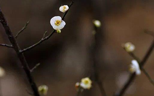 最新的姓张的男孩名字，带解释 好听有寓意