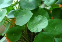 ​有水有草的寓意好的名字   有水有草宝盖头的字