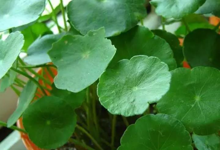 有水有草的寓意好的名字   有水有草宝盖头的字