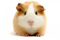 ​八字起名最新版取名4600个